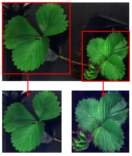 Hyperspectral plant to leaf example