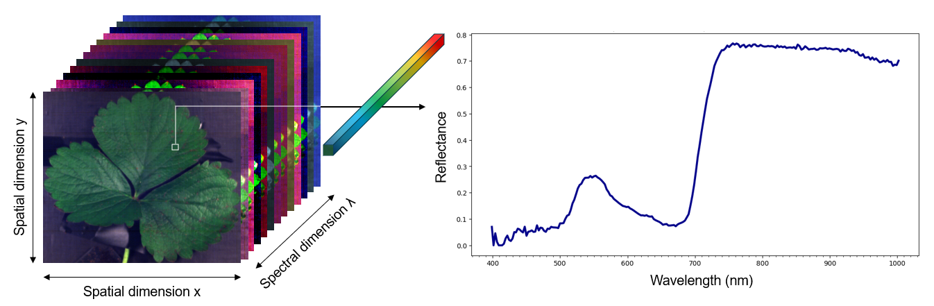 Hyperspectral image and spectra